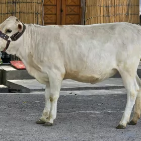 Şiwet Tuwe