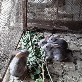 Товшан чага