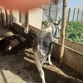 Eşek araba
