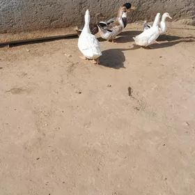indawutga erkek