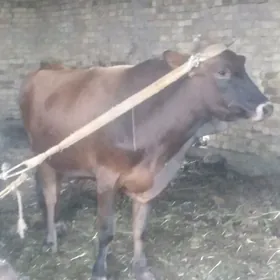 ÖKUZ