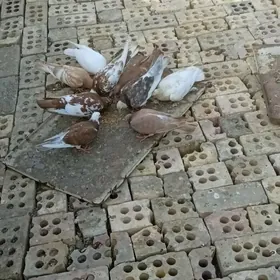 kepderi