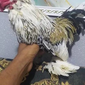 Karlik