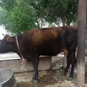 bakyly sygyr