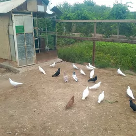 kepderi