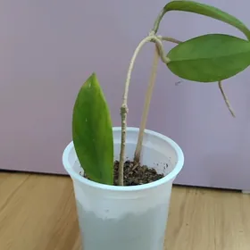 hoya gul