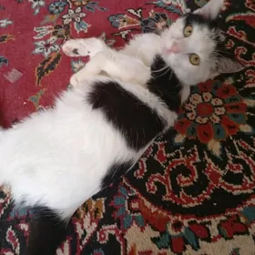 домашний кошка