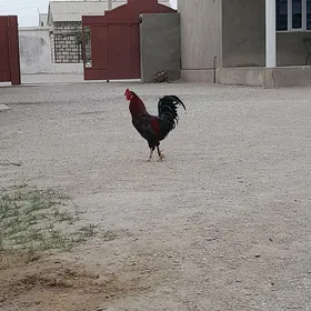 Horaz