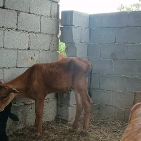 okuz tuwe 7si bile