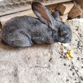 товшан
