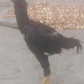 arassa gan horaz