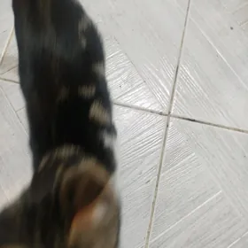 pişik