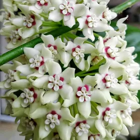 хойя Аустралис Лиза