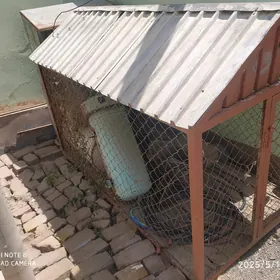 товук кетек