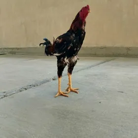 Taşkent horaz
