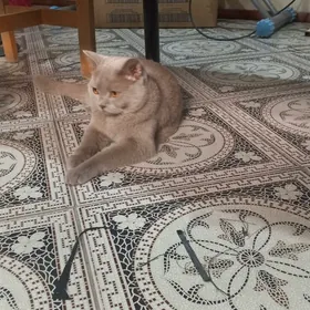 Pişik şatlansi