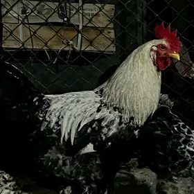 Horaz