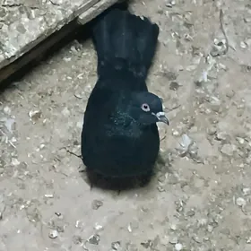 Kepderi