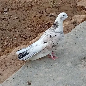 Kepderi