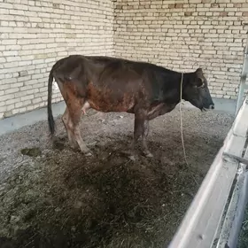 goleli sygyr