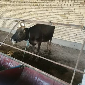 goleli sygyr