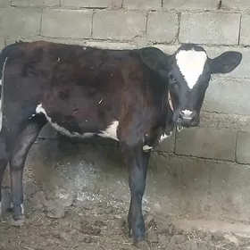 TÜWE