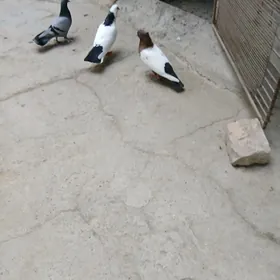 kepderi