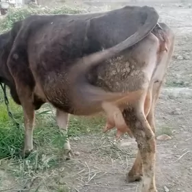 sygyr goleli suytli