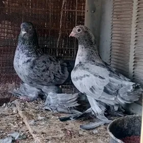 kepderi