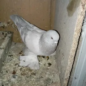 kepderi