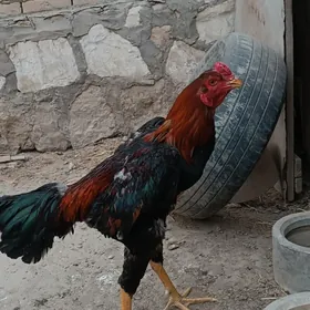 horaz