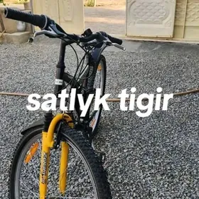 tigir