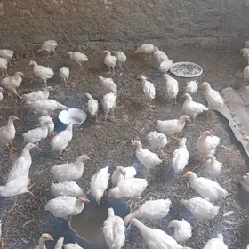 3 Aylyk juyje