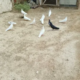 kepderi