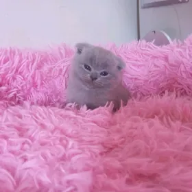 Котёнок