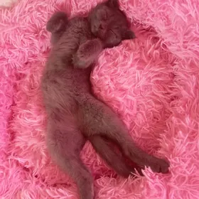 Котёнок