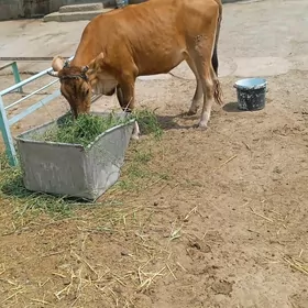 göle bakılan