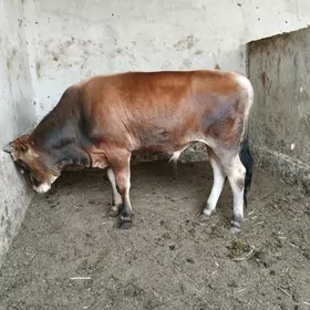 ÖKUZ