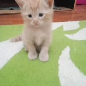 отдаю котят