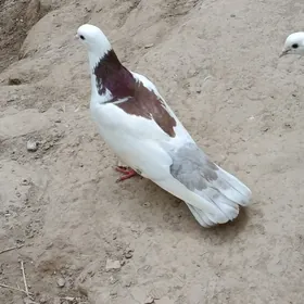 kepderi