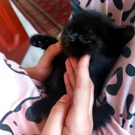 котята вислоухие британошотлан