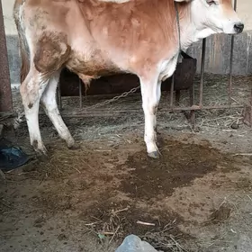 öküz