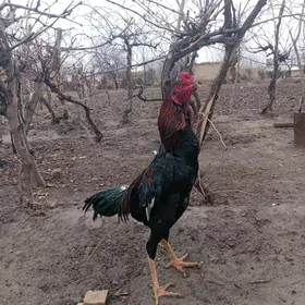 Horaz