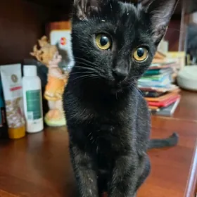 Чёрный котёнок