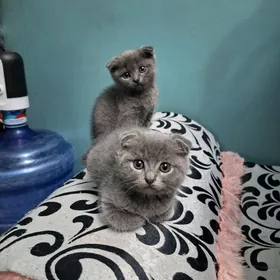 pişik