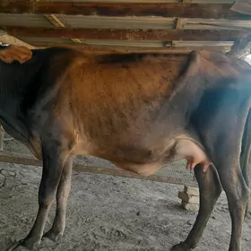 góleli
