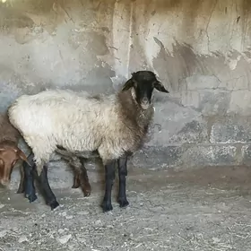gurbanlyk goçlar