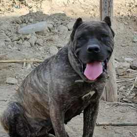 Cane corsa