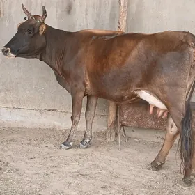 goleli