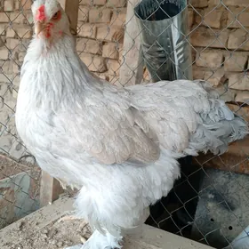 brama